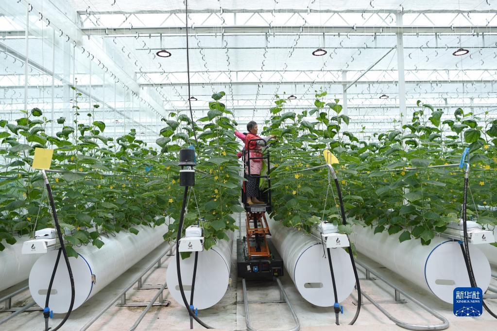  　　9月16日，工作人员在浙江省嘉兴市一家农业数字化工厂的种植车间内乘轨道升降车对蔬菜进行日常管理。新华社记者 韩传号 摄