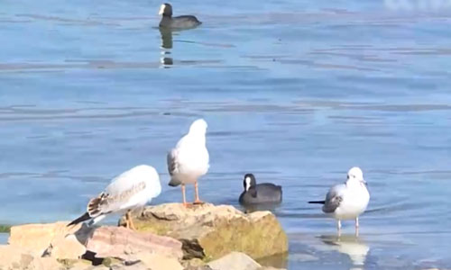 泸沽湖进入候鸟最佳观赏季 优势种群赤嘴潜鸭数量有所增长