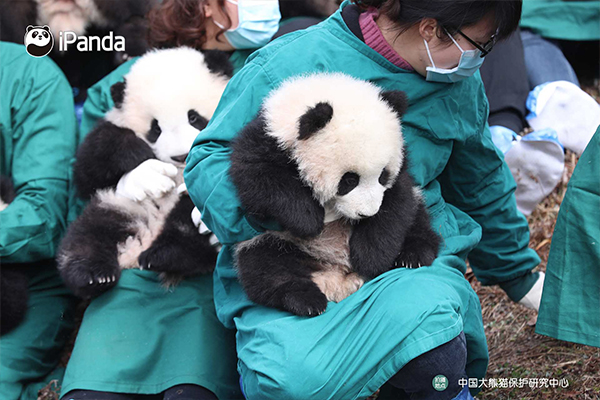 How to Hold a Baby Panda in China