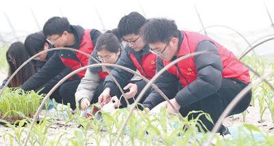 　　图为浙江省湖州市德清县玉米种植基地，青年党员干部帮助农户栽种玉米苗。谢尚国摄（人民视觉）