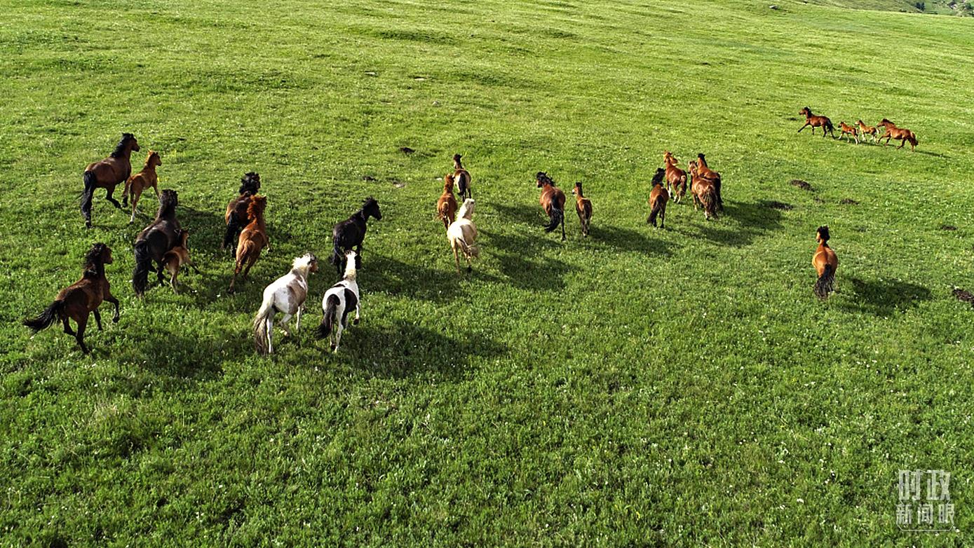  △内蒙古乌兰察布，马群奔跑在辉腾锡勒草原。（图/视觉中国）