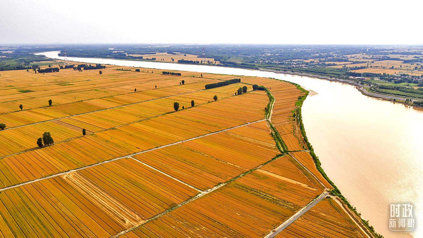 山东滨州，黄河滩区迎来麦收。2021年，我国粮食产量已连续7年保持在1.3万亿斤以上。（图/视觉中国）