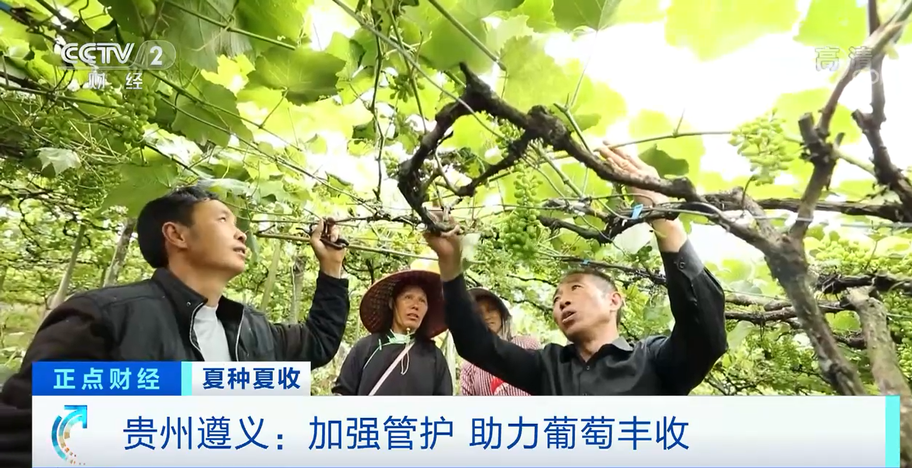 夏种夏收 | 贵州遵义：加强管护 助力葡萄丰收