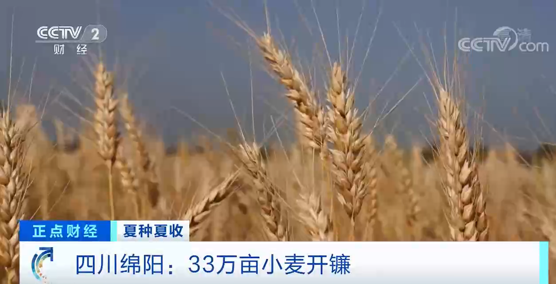 夏种夏收 | 四川绵阳：33万亩小麦开镰
