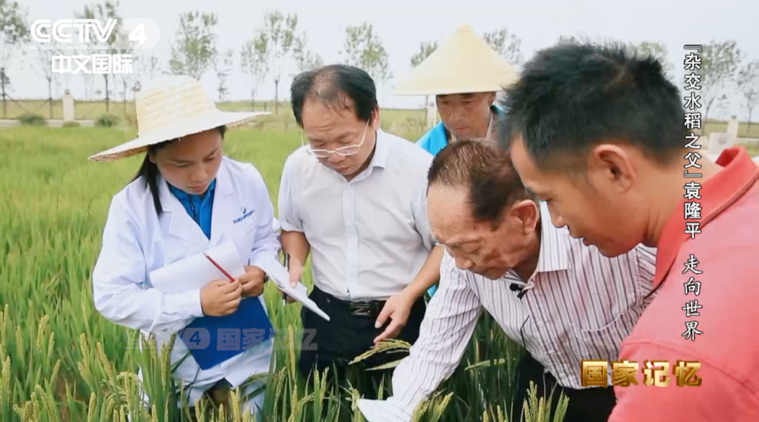 海水稻第一次测产成功后,好消息不断传来,袁隆平的团队带着海水稻走出