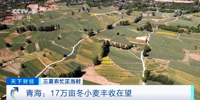 大国“粮”策｜实现稳产增收 青海17万亩冬小麦丰收在望