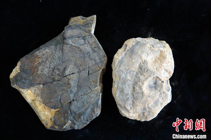 3.9亿年前的东方鱼为何能多存活两千万年？最新研究揭晓答案_海洋频道_