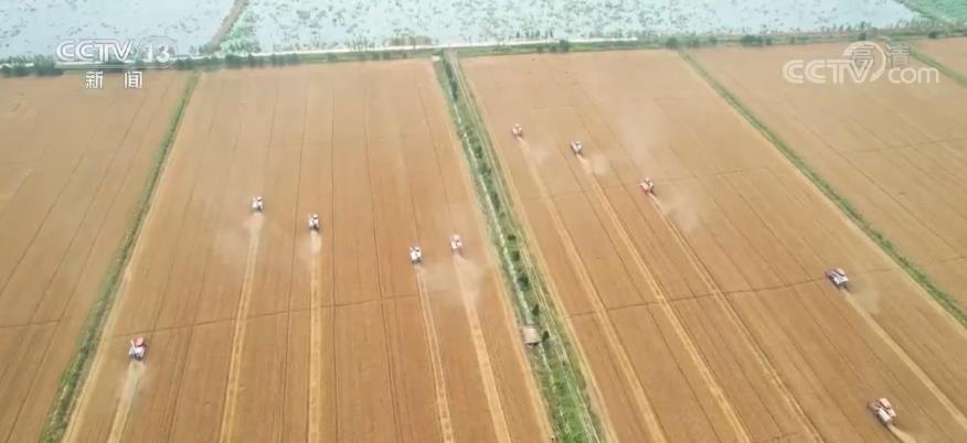 农业农村部：夏粮生产呈现四大亮点 小麦品质好于上年