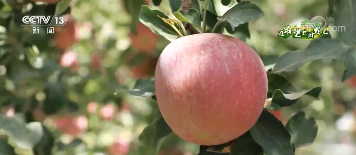 在希望的田野上 | 从荒漠到果园 新疆柯柯牙苹果再迎丰收