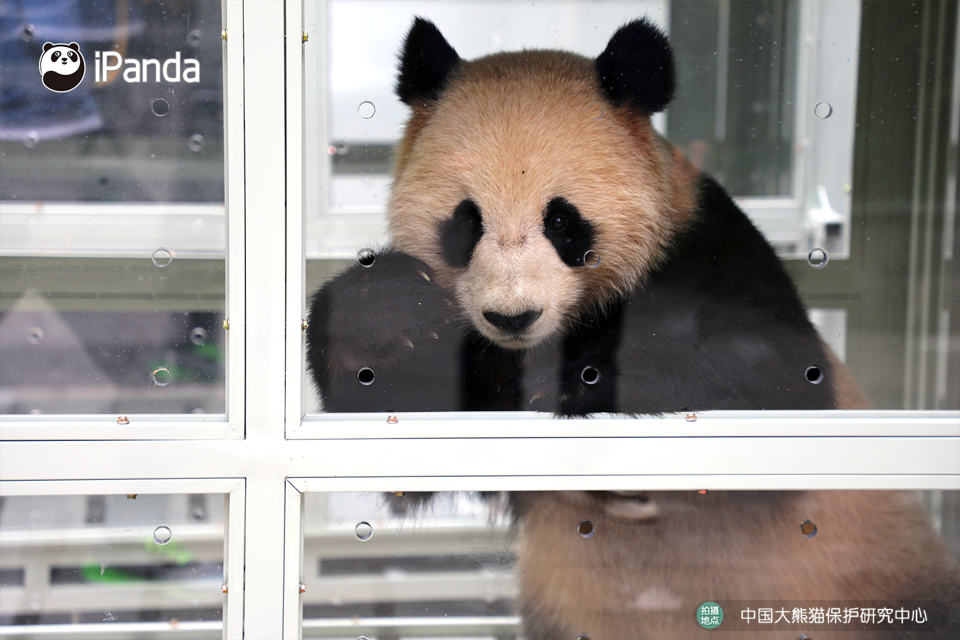 Two giant pandas leaving China for Qatar first time in history_熊猫新闻_熊猫频道