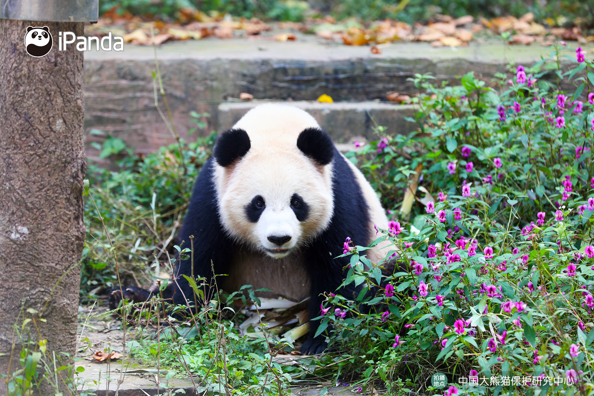 Two giant pandas leaving China for Qatar first time in history_熊猫新闻_熊猫频道