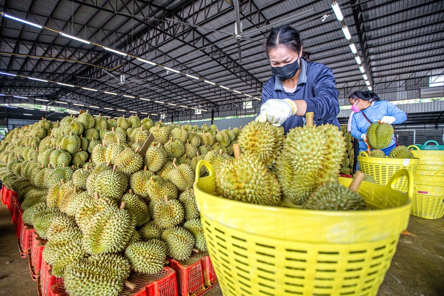 A worker arranges durians at a durian processing factory in the Chanthaburi province, Thailand, May 5, 2022.  (Xinhua/Wang Teng)