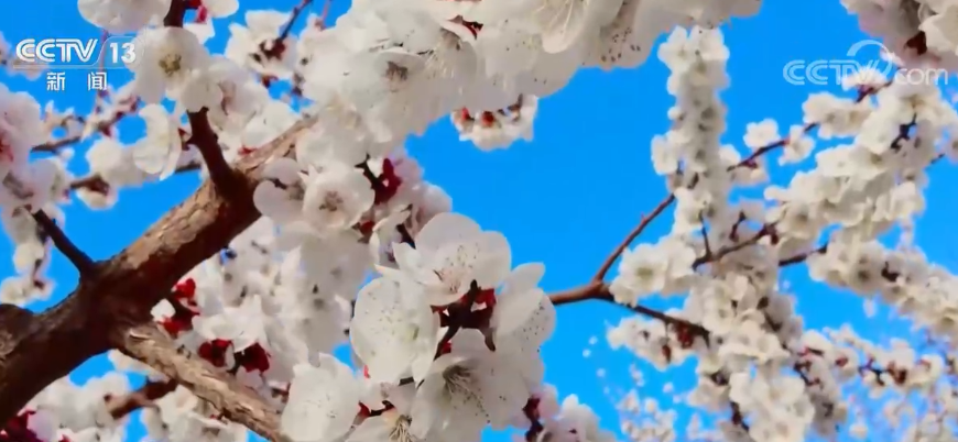 新疆吐鲁番杏花花开正当时 游客共赴春天之约