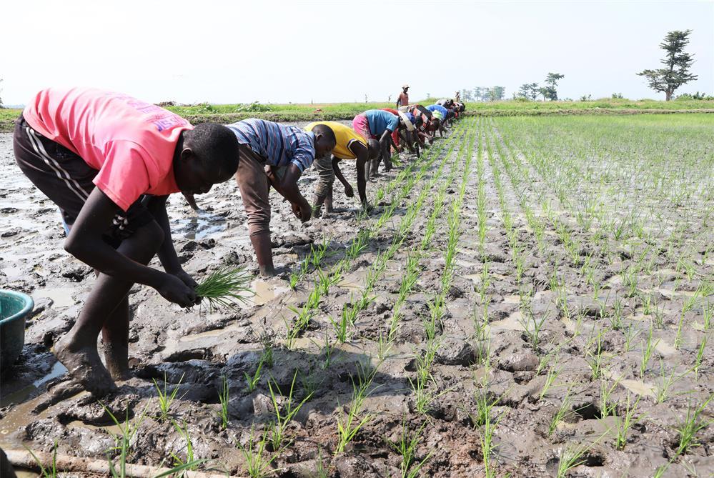2022年10月29日，在布隆迪布班扎省基航加县，农民种植杂交水稻。新华社记者 董江辉 摄