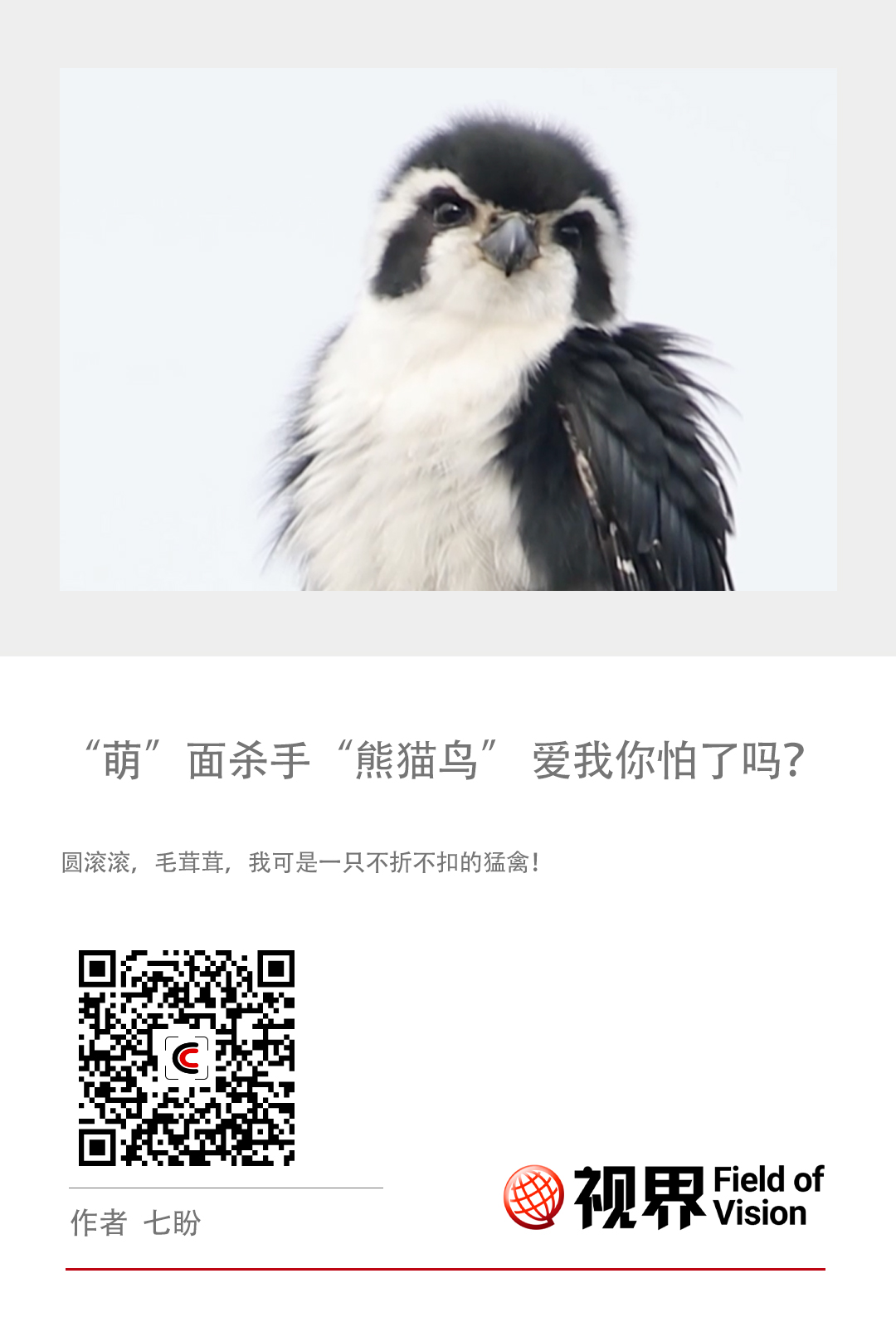 萌”面杀手“熊猫鸟” 爱我你怕了吗？_CCTV专区_央视网(cctv.com)