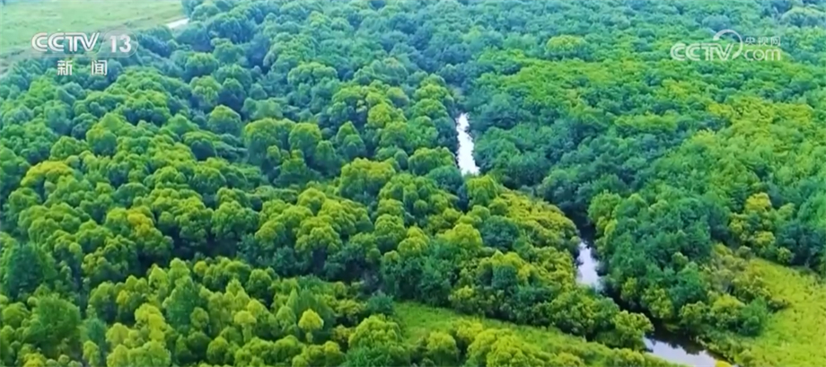 市场规模稳步增长 森林“粮库”让中国
