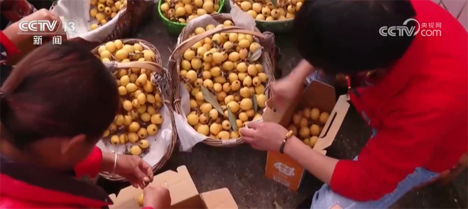 枇杷一斤多少钱?