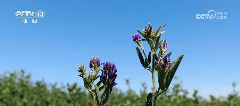 1.2万亩紫花苜蓿喜获丰收 “牧草之王”种植拓宽农户致富新渠道