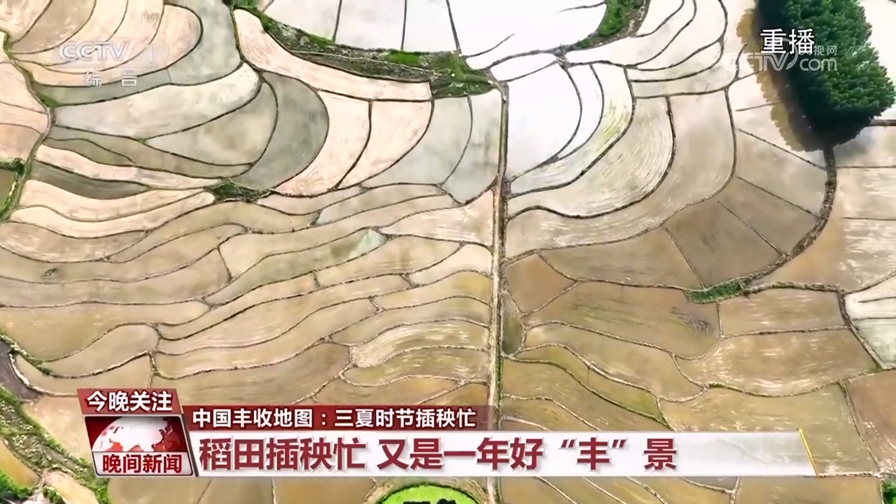中国丰收地图：三夏时节插秧忙