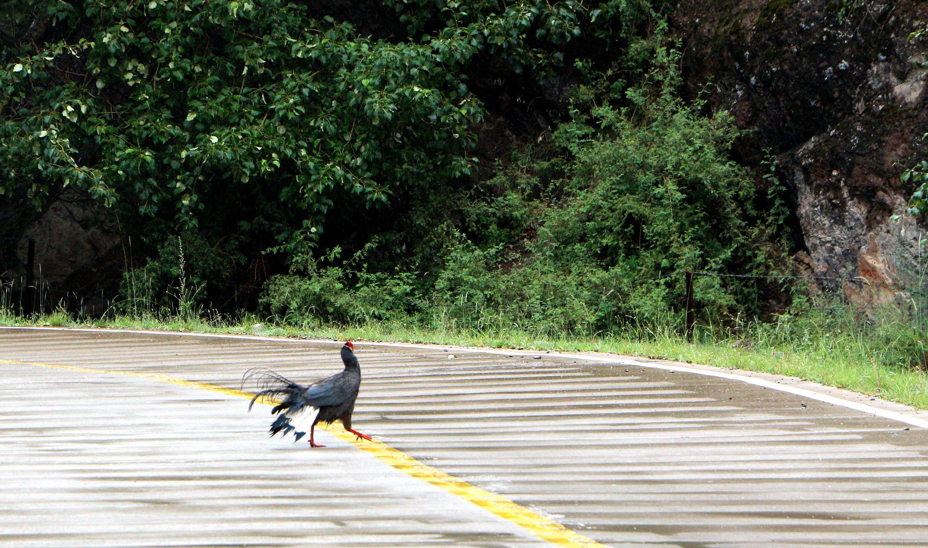 采访途中，在隆畅河自然保护站辖区偶遇蓝马鸡