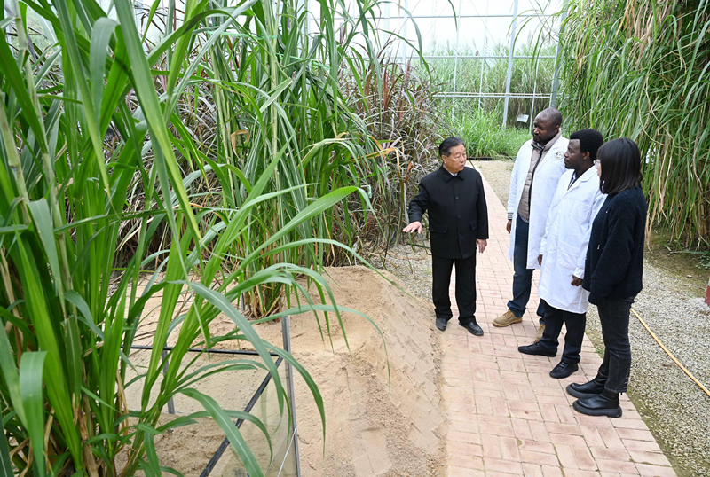 2021年11月23日，林占熺（左一）在国家菌草工程技术研究中心菌草种质资源圃给外国留学生（左二、左三）讲解菌草的种植培育技术。