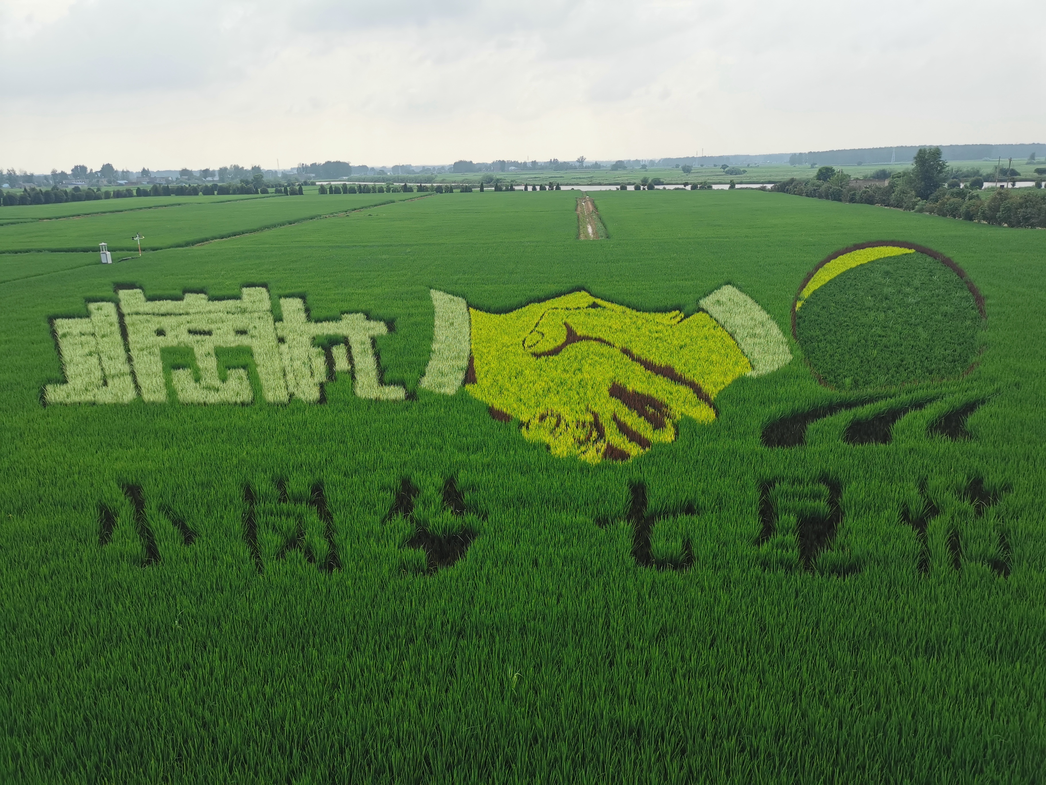 小岗村实行土地托管后的农田