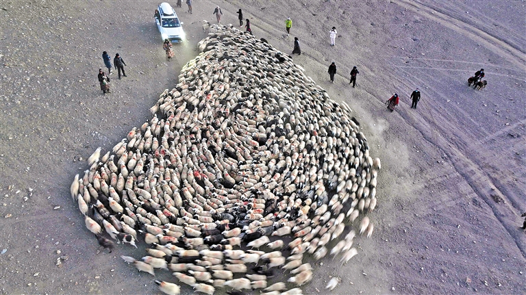 推瓦村牧民将羊群聚拢，准备转场。记者　阿旺尼玛　摄