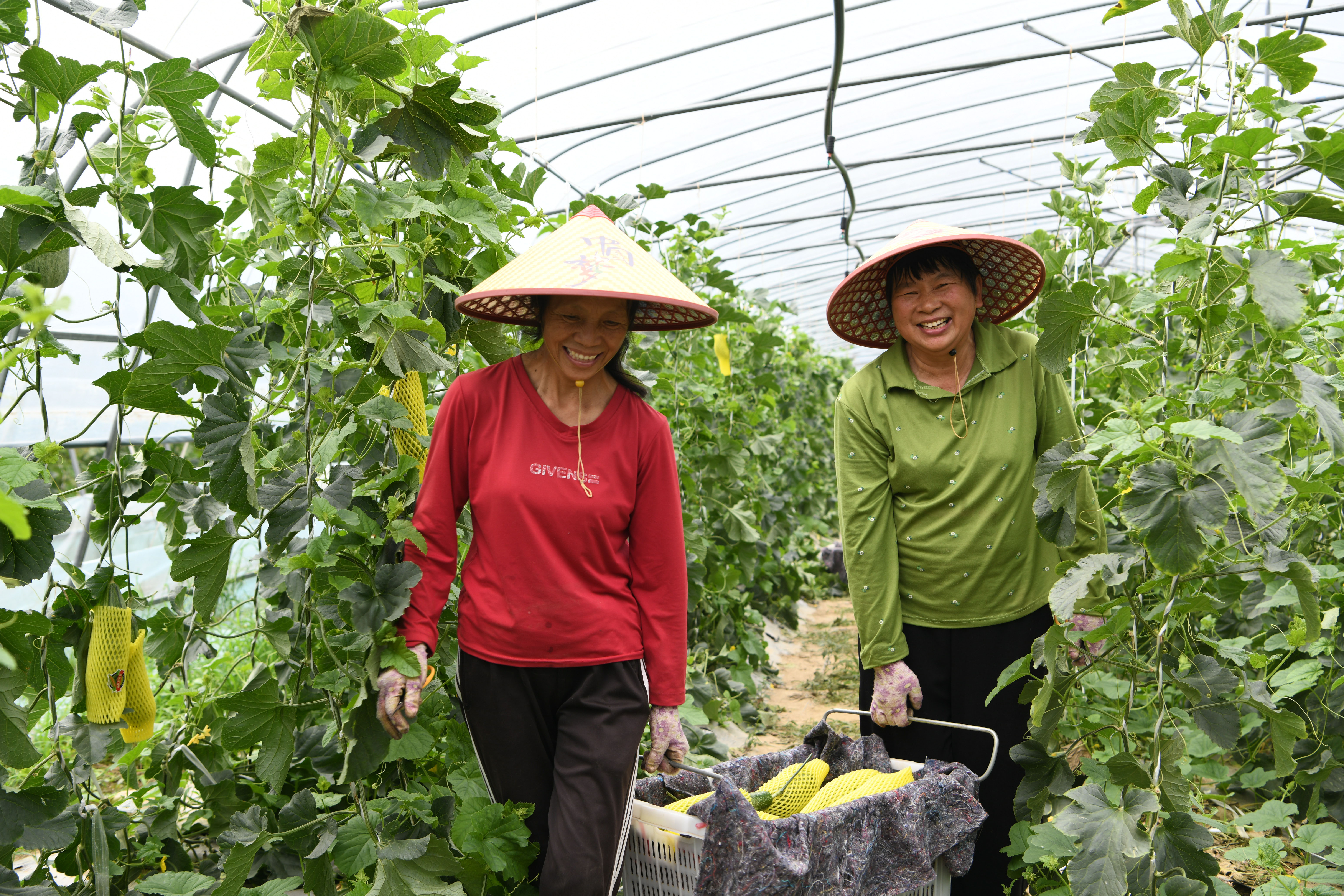 富湾村村民在四季果蔬园劳作