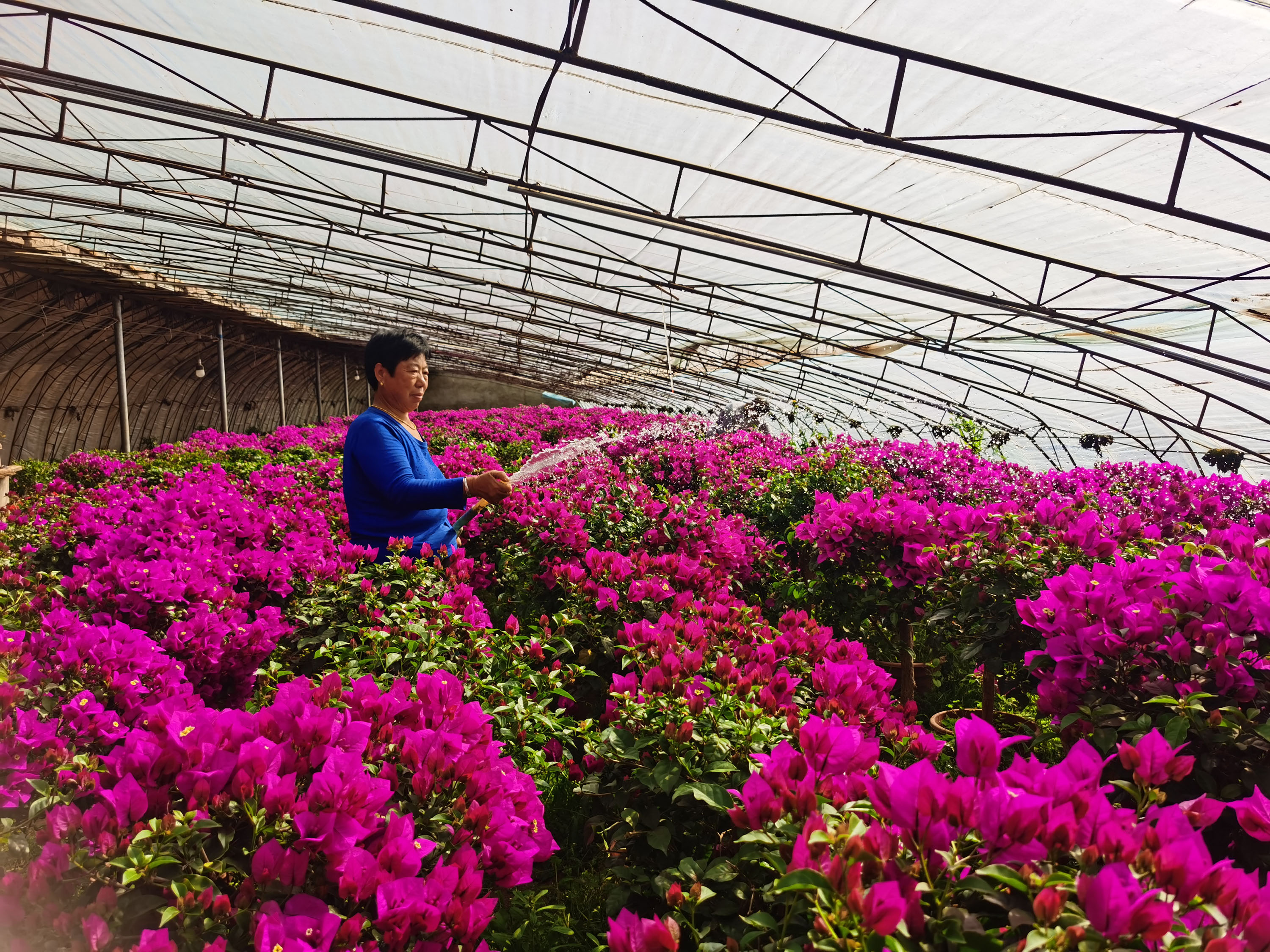 种植户为花苗浇水。冯晗 摄