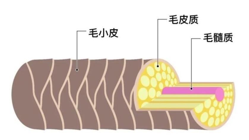 图源：腾讯医典