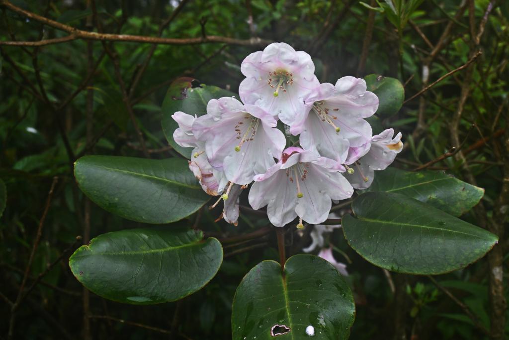 广西发现杜鹃花属植物新种(图1)