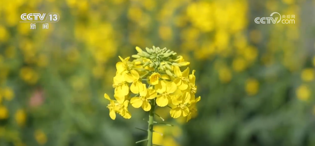 人勤春来早 开工干劲足 | 春天，在油菜花海里忙碌的“追梦人”(图4)