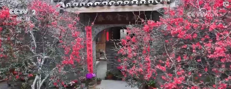 赏花经济升温！全国多地繁花盛放 掀起春日赏花热潮