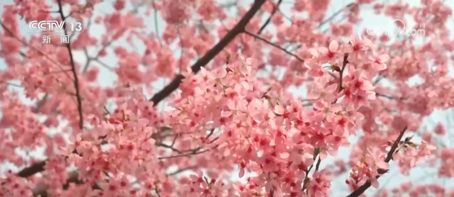 春风吹热“花经济” 农文旅融合为乡村振兴“增色添香”