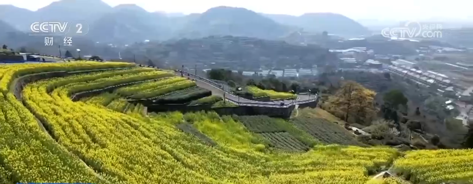 各地掀起赏花热潮 “花经济”在春日中盛开