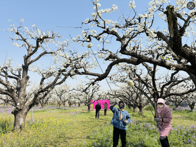 果农正在给梨花授粉(摄影/张宣剑)