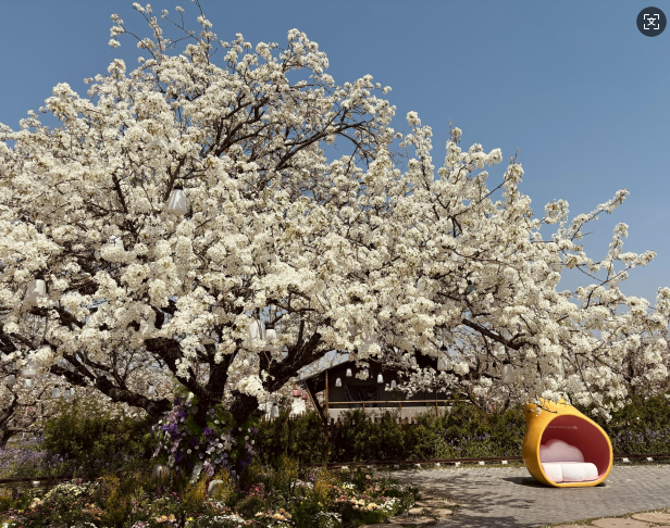 梨园春色(摄影/张宣剑)