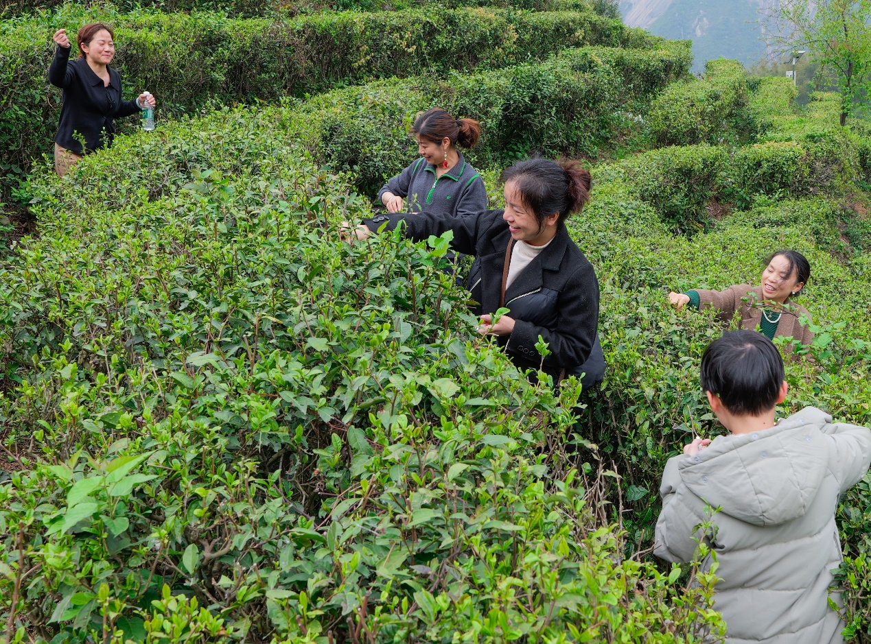 游客在龙池村石山茶场体验采茶（周翔宇/摄）