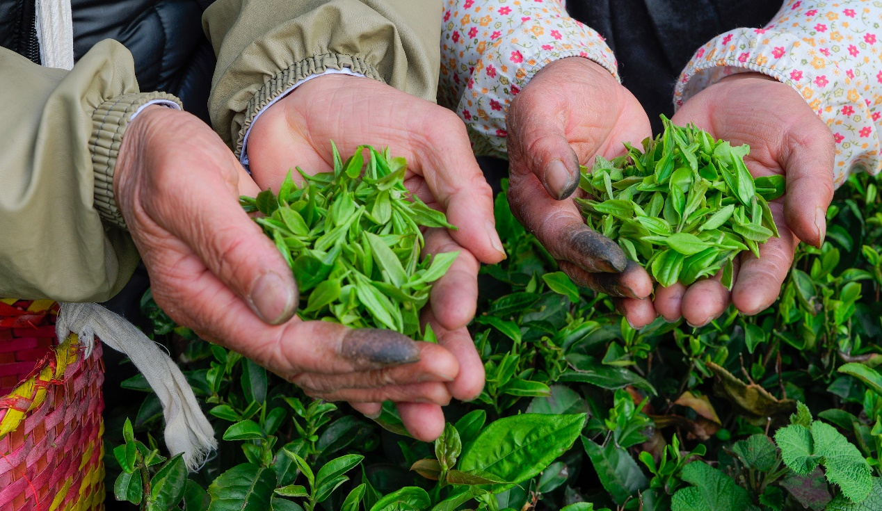 龙池村茶农展示新茶（旷一葛/摄）