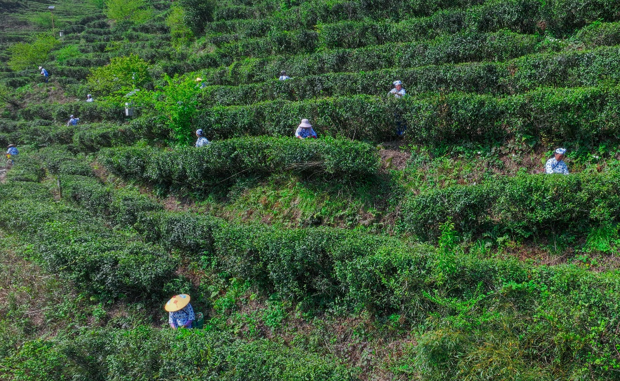 龙池村村民在家门口就业（周翔宇/摄）