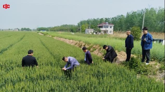 农技专家在田间察看小麦长势