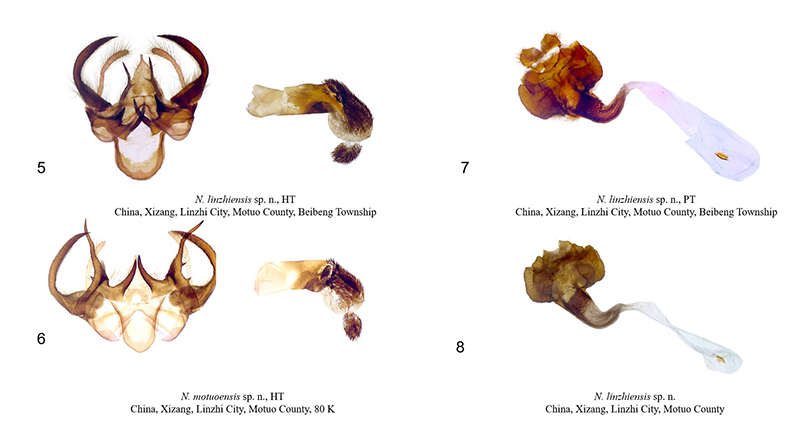 林芝靓毒蛾和墨脱靓毒蛾雌雄性外生殖器图（欧阳思琪/拍摄）