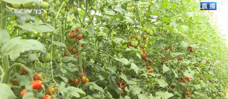 “智慧农业”点亮农旅融合发展 江上“菜篮子”将“流量”变“增量”