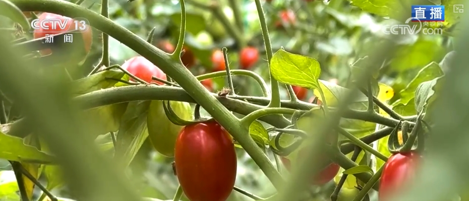 “智慧农业”点亮农旅融合发展 江上“菜篮子”将“流量”变“增量”