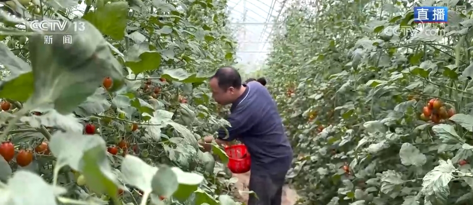 “智慧农业”点亮农旅融合发展 江上“菜篮子”将“流量”变“增量”