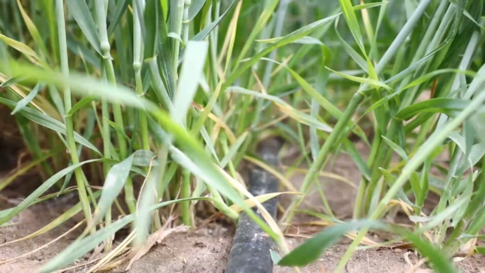 &ldquo;三夏&rdquo;生产一线观察｜智能农业&ldquo;慧&rdquo;丰收