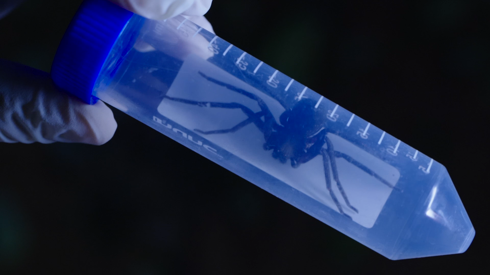 种子搜索磁力蜘蛛_最佳高效蜘蛛搜索引擎磁力