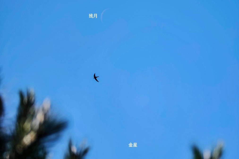 金星西大距和火星伴月助興“六一”兒童節(jié)