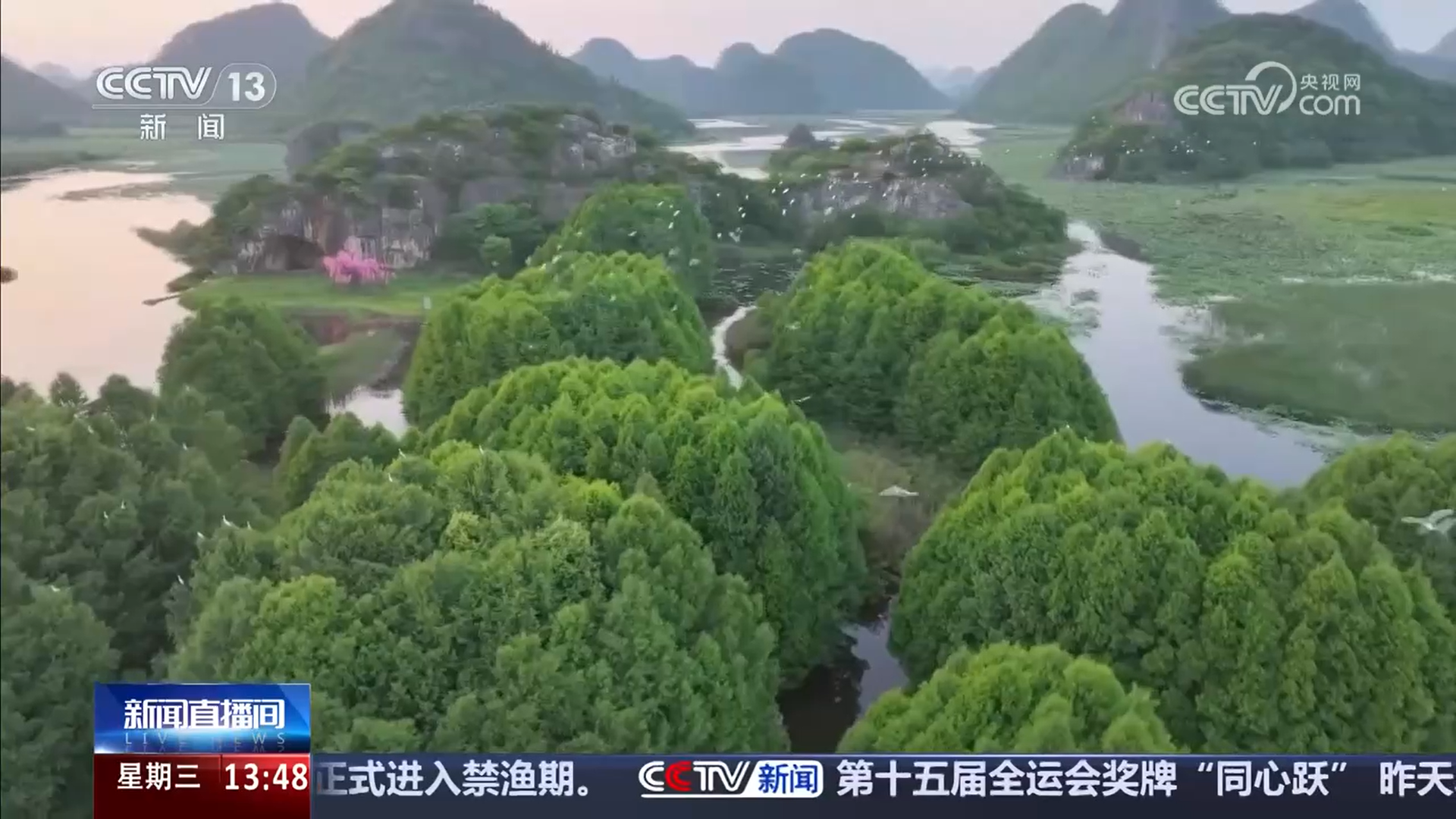 钳嘴鹳属于迁徙鸟类，体羽呈白色或灰色，飞羽和尾羽呈黑色，鸟喙则是黄灰色的。近年来，丘北县不断加大对普者黑湿地的保护力度，通过实施退耕还湿、减少污染排放等一系列措施，有效改善了湿地生态系统，动植物种类逐渐增多，生物多样性增长明显。