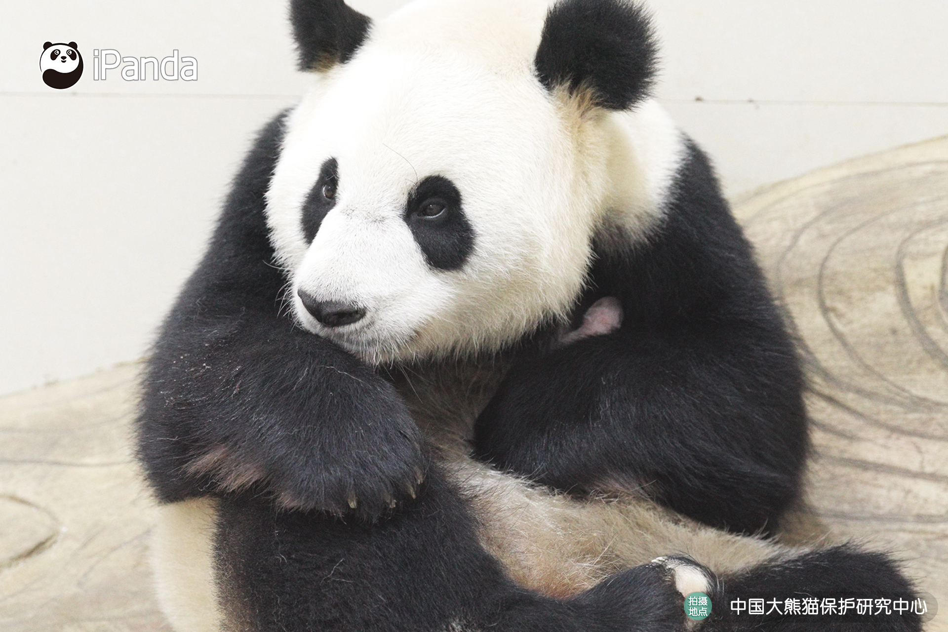 中国大熊猫保护研究中心2025年首只大熊猫幼崽诞生_熊猫频道_央视网
